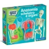 Anatomia Scheletro e Organi
