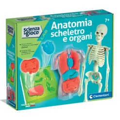 Anatomia Scheletro e Organi