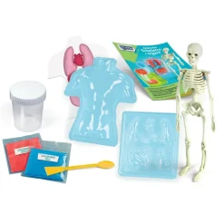 Anatomia Scheletro e Organi