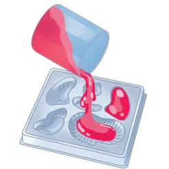 Anatomia Scheletro e Organi