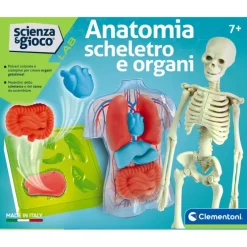 Anatomia Scheletro e Organi