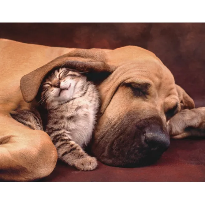 Cuddles - 500 pezzi
