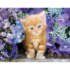 Ginger cat - 500 pezzi
