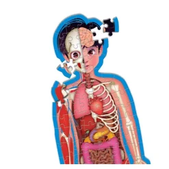 Il Corpo Umano