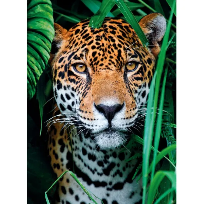 Jaguar in the Jungle - 500 pezzi
