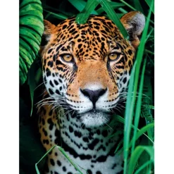 Jaguar in the Jungle - 500 pezzi