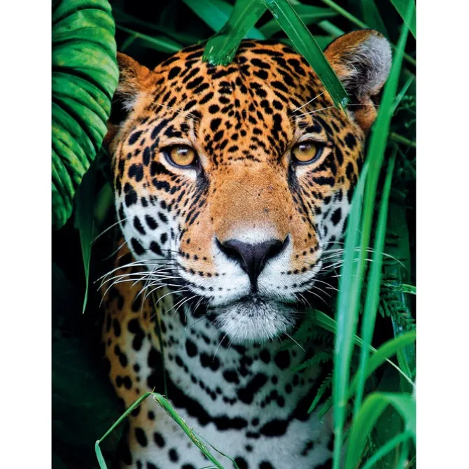 Jaguar in the Jungle - 500 pezzi