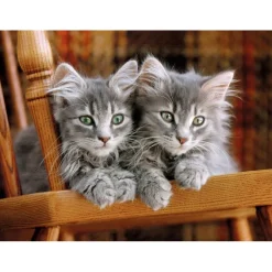 Kittens - 500 pezzi