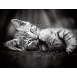 Kitty - 1000 pezzi