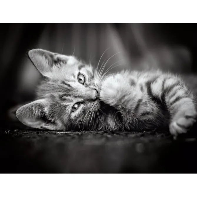 Kitty - 1000 pezzi