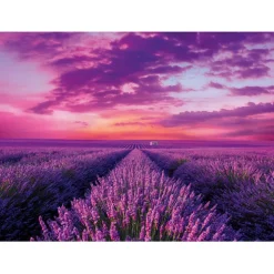 Lavender Field - 1000 pezzi