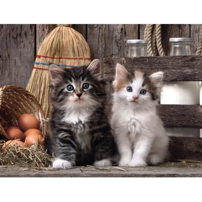 Lovely kittens - 1000 pezzi