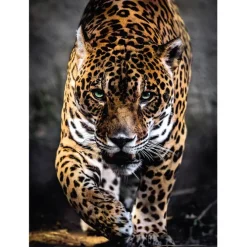 Walk of the Jaguar - 1000 pezzi